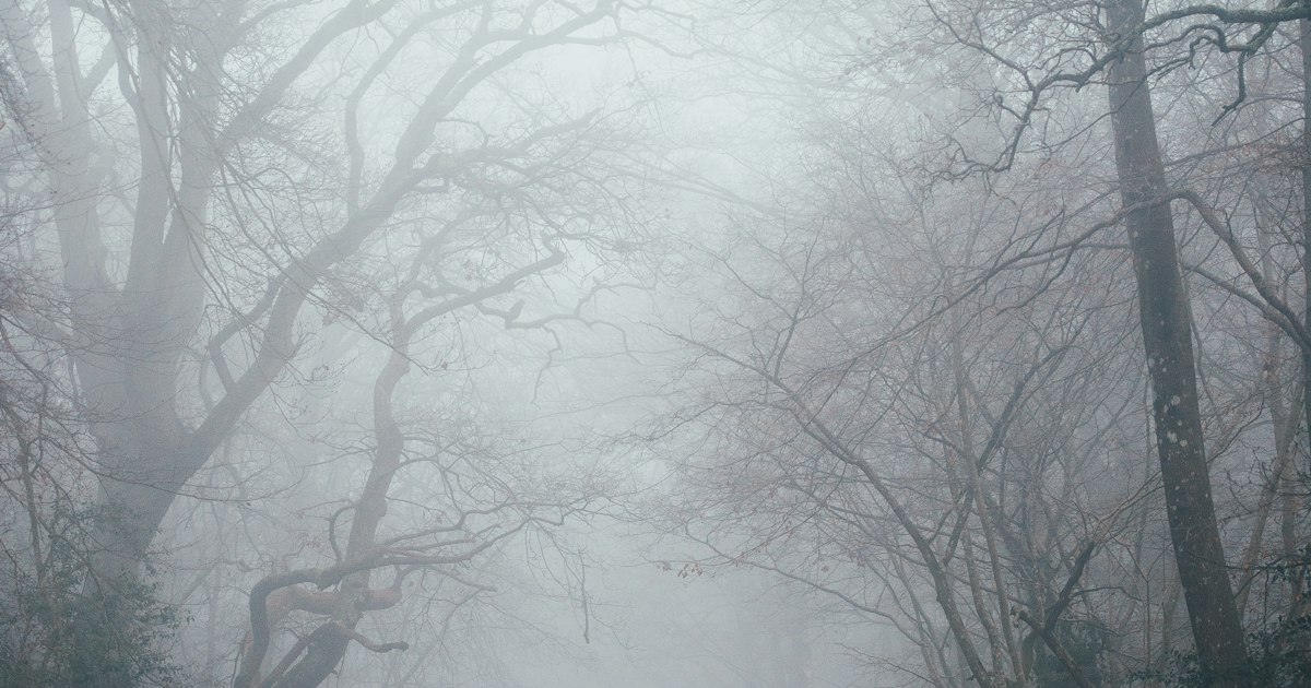 A narrow road winding through a dense forest filled with thick morning fog